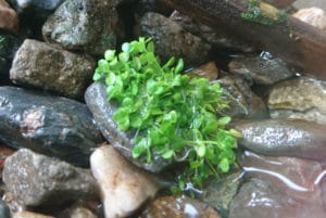 水草の活着とは 活着する水草 活着方法を徹底解説 Ordinary Aquarium