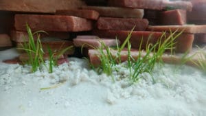 Helanthium tenellum