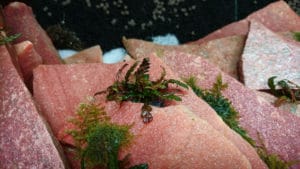 Hygrophila pinnatifida