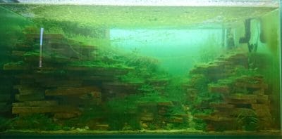 大量の藻類