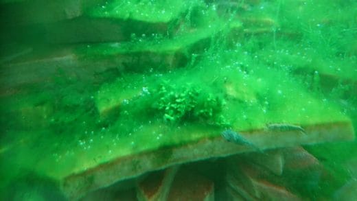 とろろ昆布状の藻類
