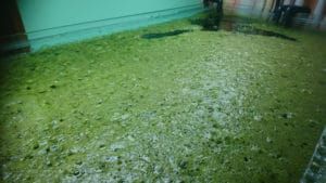 algae more