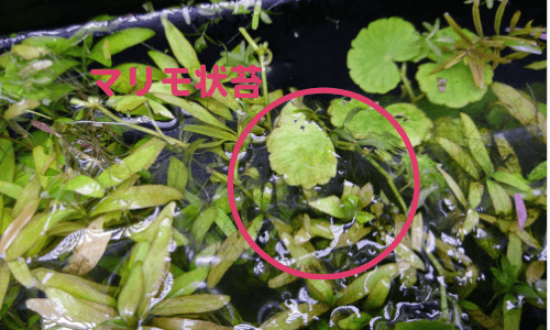 マリモ状藻類