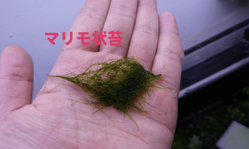 マリモ状藻類アップ