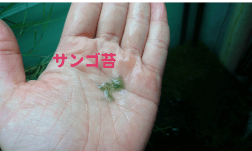 サンゴ藻類