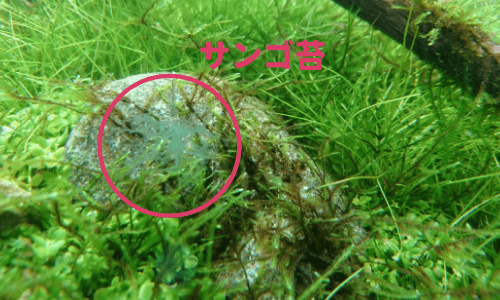 サンゴ藻類アップ