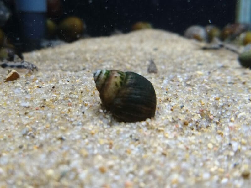 これで解決 藍藻を確実に駆除する2つの方法 Ordinary Aquarium