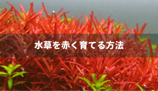 水草を赤く育てる方法