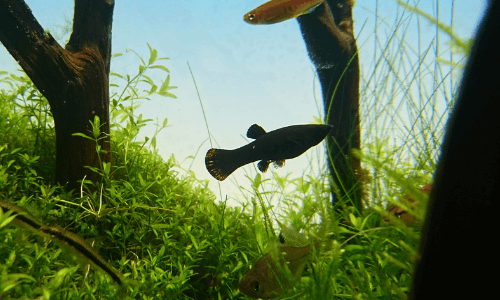 水槽のお掃除屋さんまとめ ー藻類 残り餌 スネール 油膜を食べる生き物ー Ordinary Aquarium