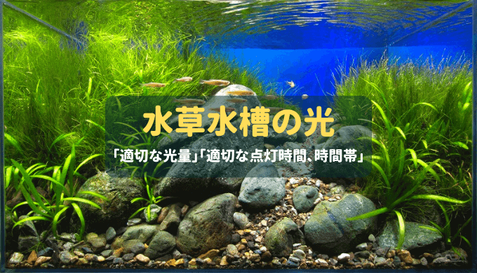 水草水槽の光 ー必要な光量、適切な照明時間、時間帯などを徹底解説ー