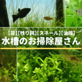 【水槽の掃除屋】藻類(コケ)､残り餌､スネール､油膜を食べる生き物まとめ