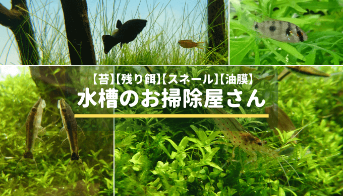 水槽の掃除屋 藻類 コケ 残り餌 スネール 油膜を食べる生き物まとめ Ordinary Aquarium