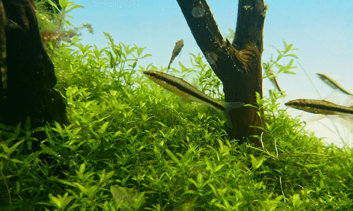 水槽のお掃除屋さんまとめ ー藻類 残り餌 スネール 油膜を食べる生き物ー Ordinary Aquarium