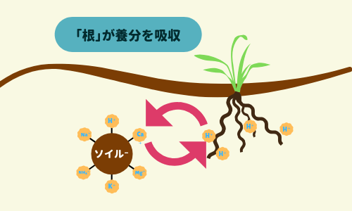 根が養分を吸収する図