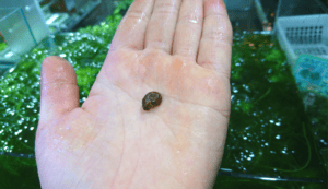 水草水槽向け 貝 スネール を駆除するお魚をご紹介 Ordinary Aquarium