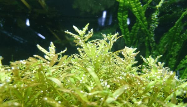 必ず必要 水草水槽のエアーレーション ー油膜とco2中毒の予防ー Ordinary Aquarium