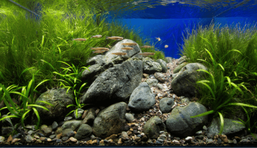 ソイルの厚みは何cm 水草水槽の底床の厚み ーレイアウトと水草育成 2つの視点からアプローチー Ordinary Aquarium