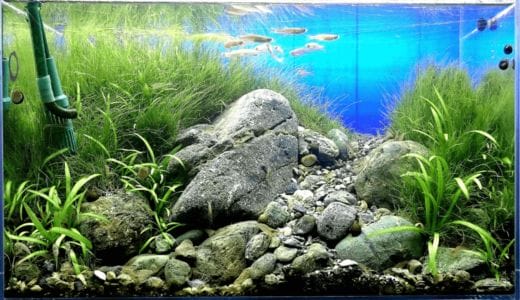 Fish and back screen