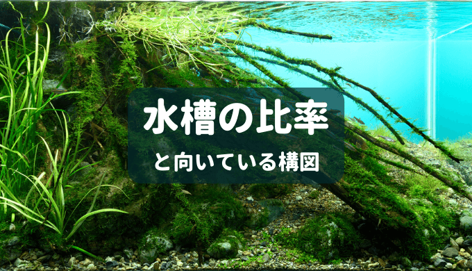 水槽の比率と向いている構図 ー水槽比率に合った水景を作ろう ー Ordinary Aquarium