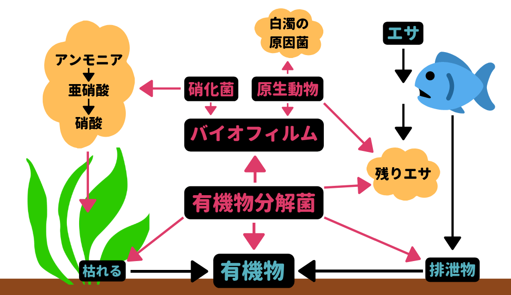 ろ過バクテリア 硝化菌を詳しく解説 Ordinary Aquarium