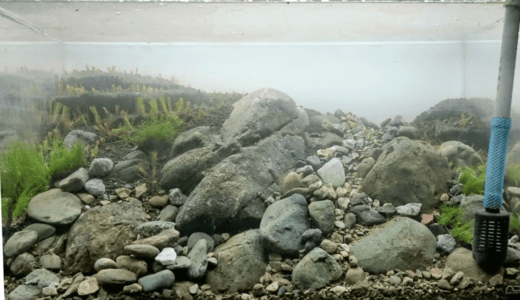 Planting aquatic plants