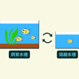 【病気の治療】隔離水槽のセッティング方法