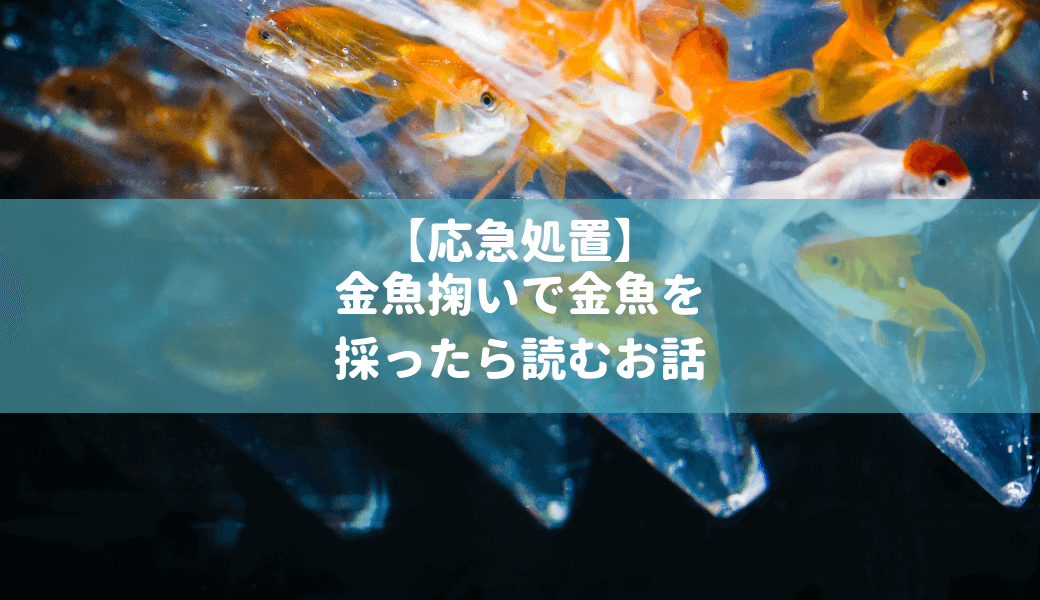 お魚の病気の原因と予防法まとめ Ordinary Aquarium