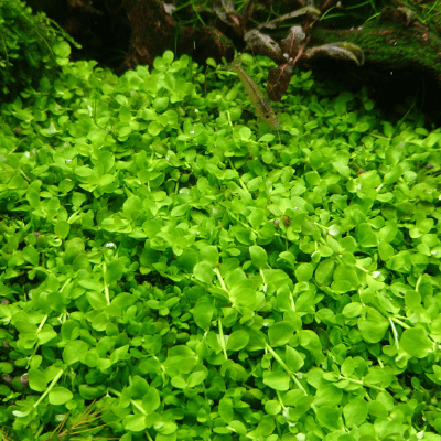 水草の絨毯 おすすめの前景草12選 Ordinary Aquarium