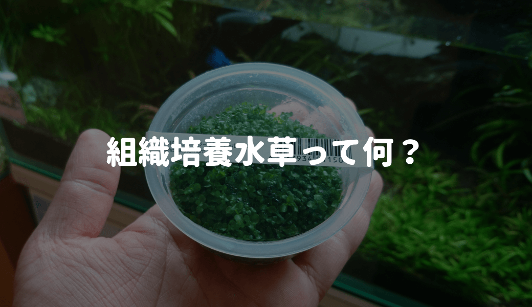 水草を入れる前に 水草についている残留農薬を除去しよう Ordinary Aquarium