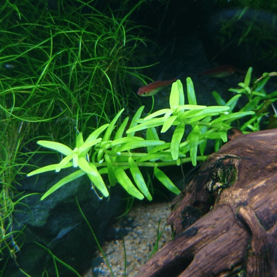 水中の姿 水草の水中葉と水上葉 陸上の姿 Ordinary Aquarium