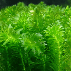水草のプロが選ぶ メダカにおすすめの水草14選 Ordinary Aquarium 水草のプロが選ぶ メダカにおすすめの水草14選 Ordinary Aquarium