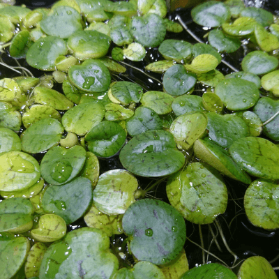 水草のプロが選ぶ メダカにおすすめの水草14選 Ordinary Aquarium