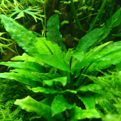 金魚の食べる水草 食べない水草 Ordinary Aquarium