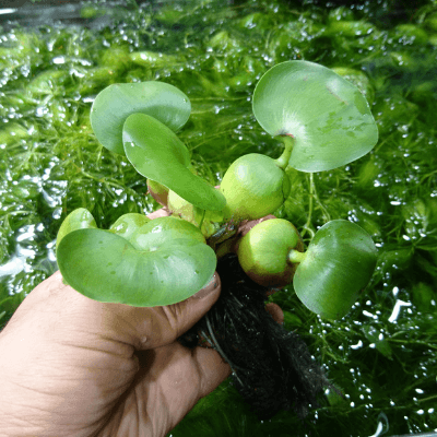 水草のプロが選ぶ メダカにおすすめの水草14選 Ordinary Aquarium