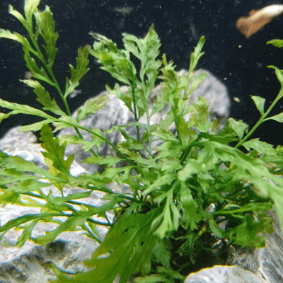 自然感アップ おすすめの活着水草8選 Ordinary Aquarium 自然感アップ おすすめの活着水草8選 Ordinary Aquarium