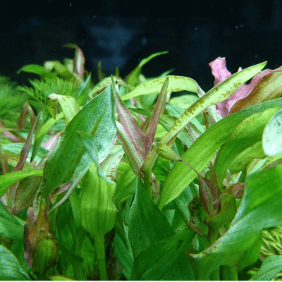 直感で選ぶ水草図鑑 Ordinary Aquarium 直感で選ぶ水草図鑑 Ordinary Aquarium