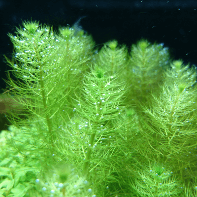 直感で選ぶ水草図鑑 Ordinary Aquarium 直感で選ぶ水草図鑑 Ordinary Aquarium