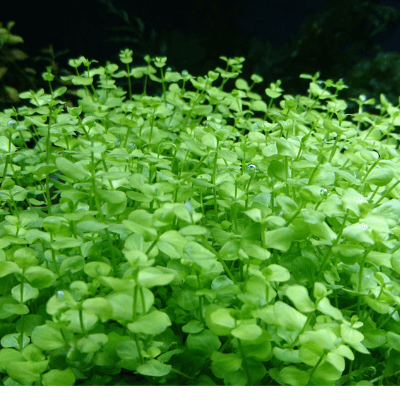 水草の森を作る おすすめの後景草選 Ordinary Aquarium