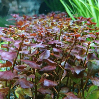レイアウトに使いやすい おすすめの赤系水草10選 Ordinary Aquarium