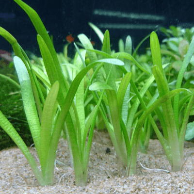 初心者でも育てやすい Co2無添加でも育成できる水草12選 Ordinary Aquarium