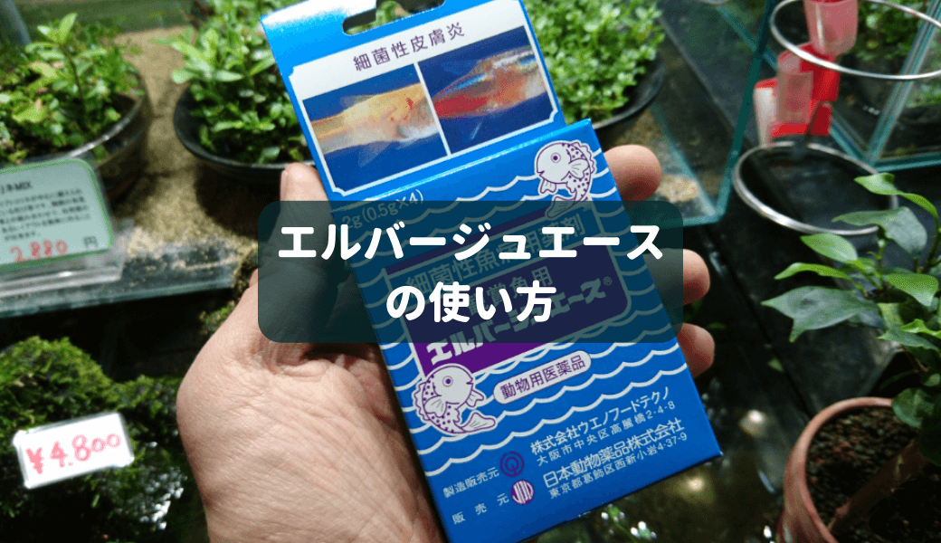 水カビ病に効く グリーンfリキッドの使い方 Ordinary Aquarium