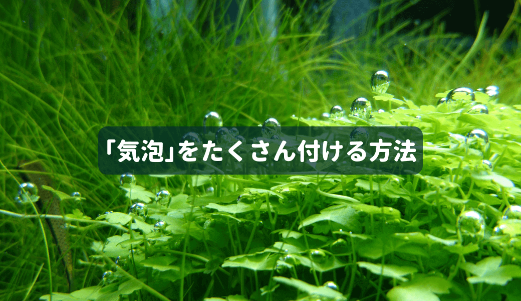 水草水槽の醍醐味 水草に酸素の気泡をたくさん付ける方法 Ordinary Aquarium