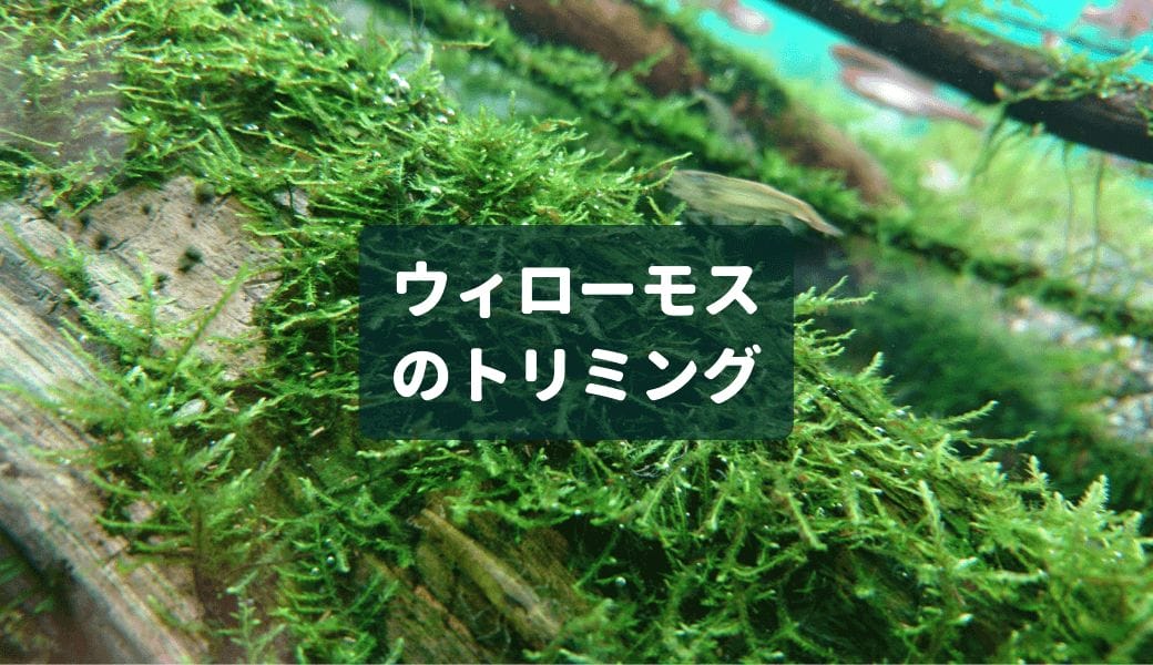 大胆にやろう ウィローモスのトリミング Ordinary Aquarium