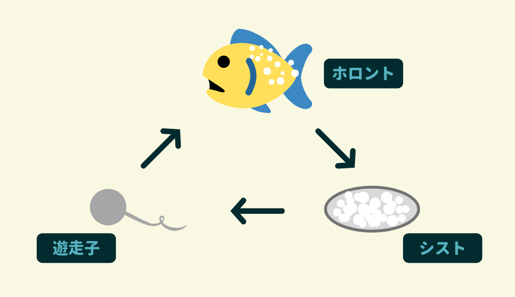 お魚の病気 白点病の治療法 Ordinary Aquarium