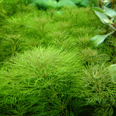 リムノフィラの仲間 の記事一覧 Ordinary Aquarium リムノフィラの仲間 の記事一覧 Ordinary Aquarium