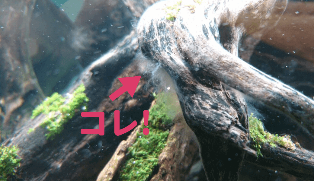 流木に付く白いモヤモヤ対策 Ordinary Aquarium
