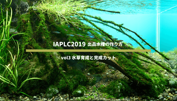 【IAPLC2019】世界水草レイアウトコンテスト 出品水槽の作り方 vol3 水草育成と完成カット