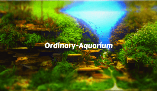 お魚の病気 白点病の治療法 Ordinary Aquarium