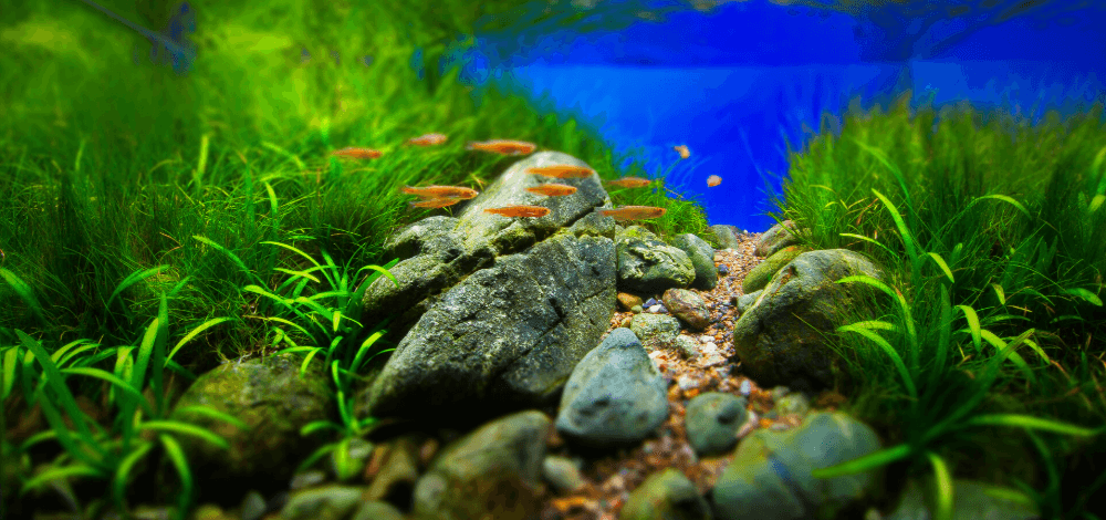 English 英語 の記事一覧 Ordinary Aquarium English 英語 の記事一覧 Ordinary Aquarium