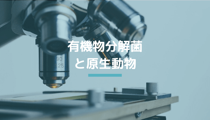 【ろ過バクテリア】有機物分解菌、原生動物を詳しく解説 | Ordinary-Aquarium